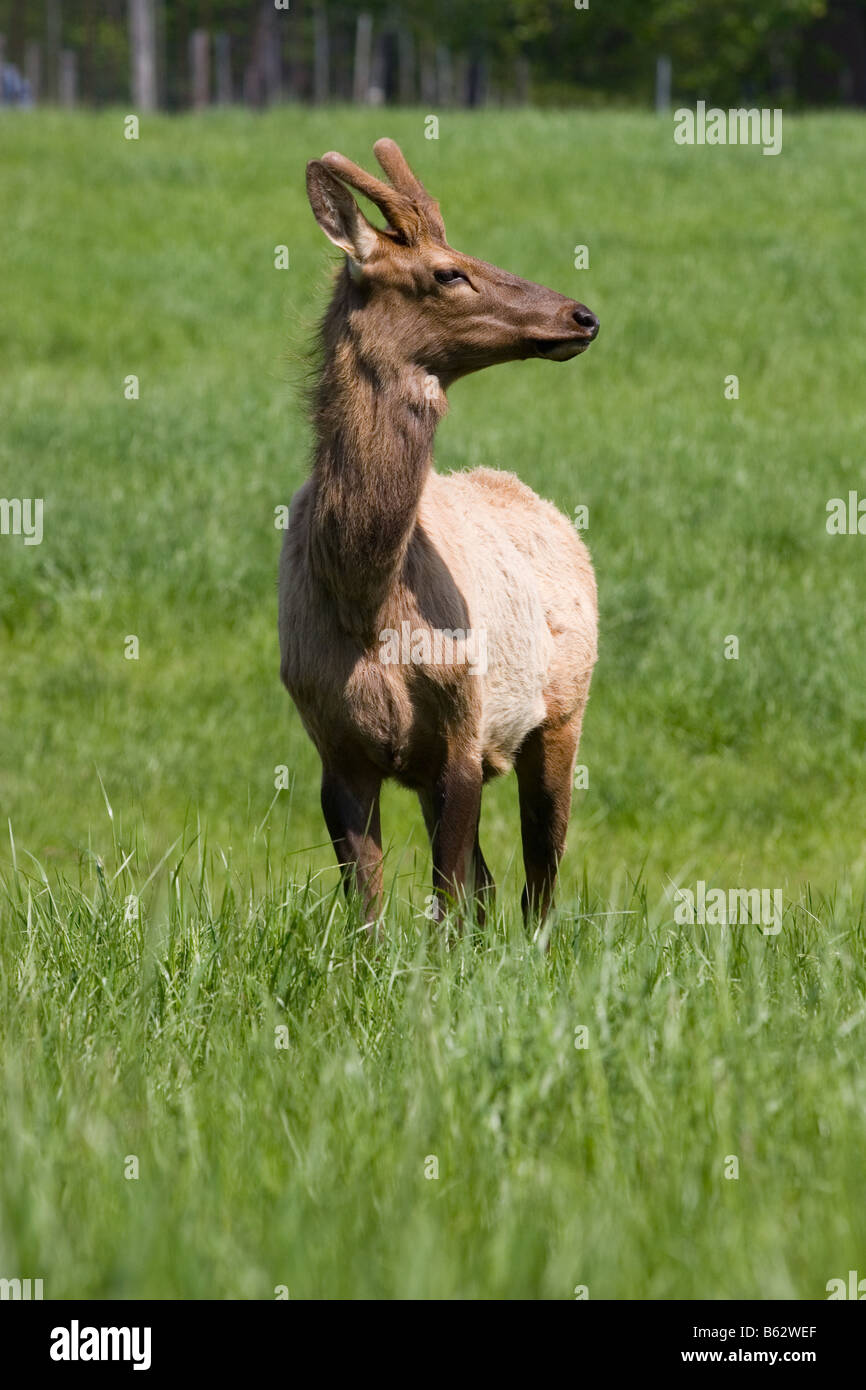 Young Male Elk Horns High Resolution Stock Photography And Images Alamy