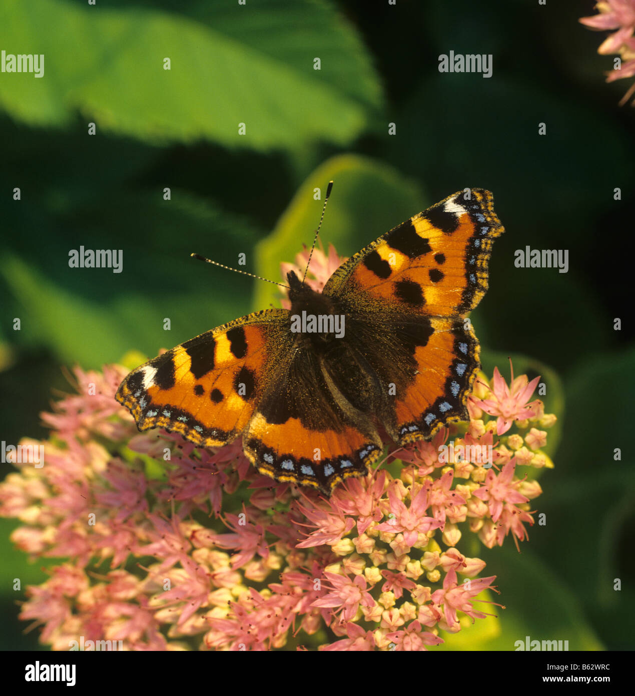 Small tortoiseshell butterfly (Aglais urticae) on Hylotelephium spectabile flower in late afternoon light Stock Photo