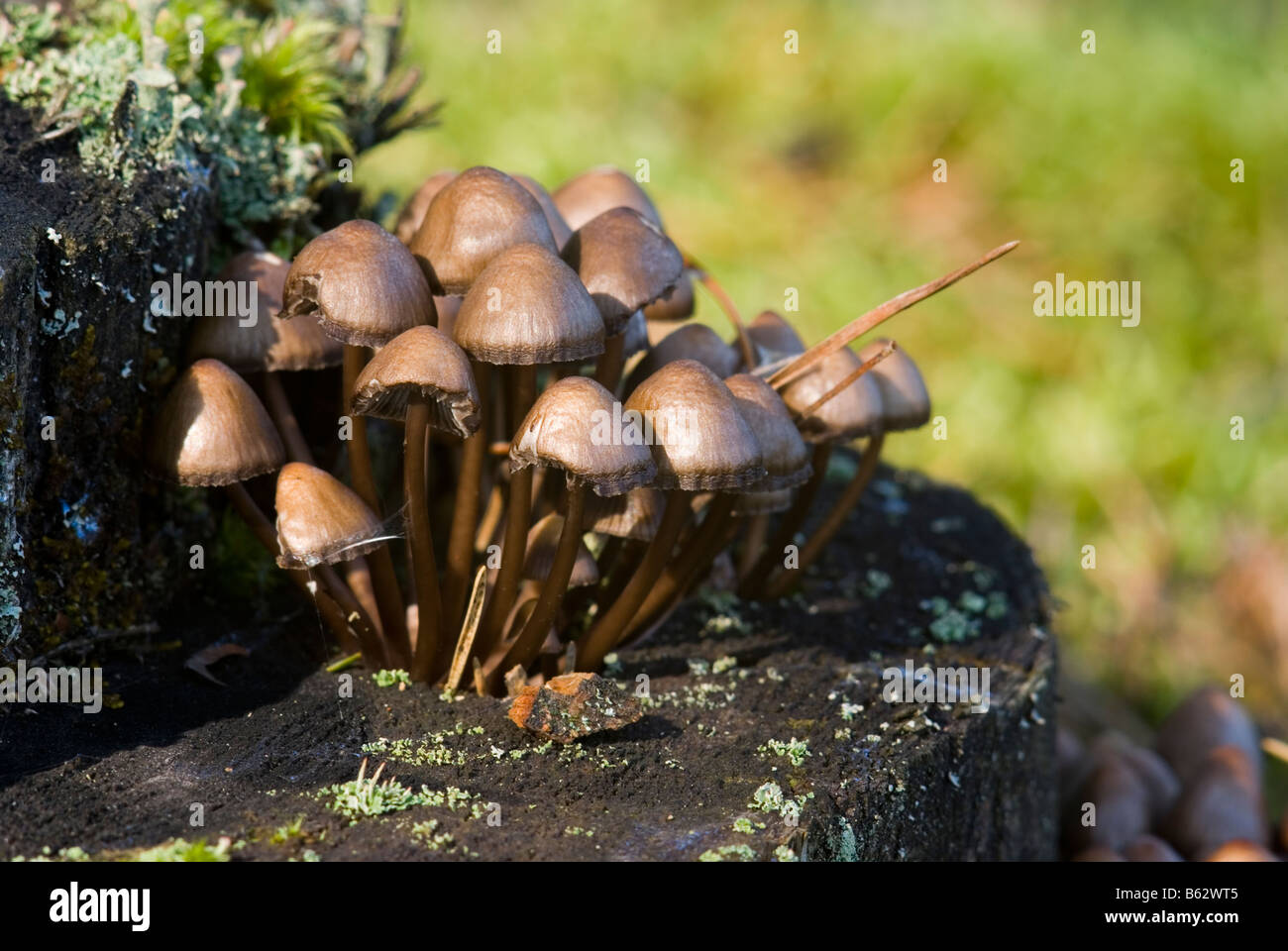 mushroom on e tree trunk Stock Photo
