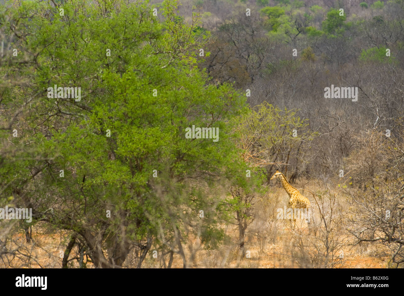 wild giraffe GIRAFFA CAMELOPARDALIS southern Giraffe in acacia woodland south africa south-africa ambience Stock Photo