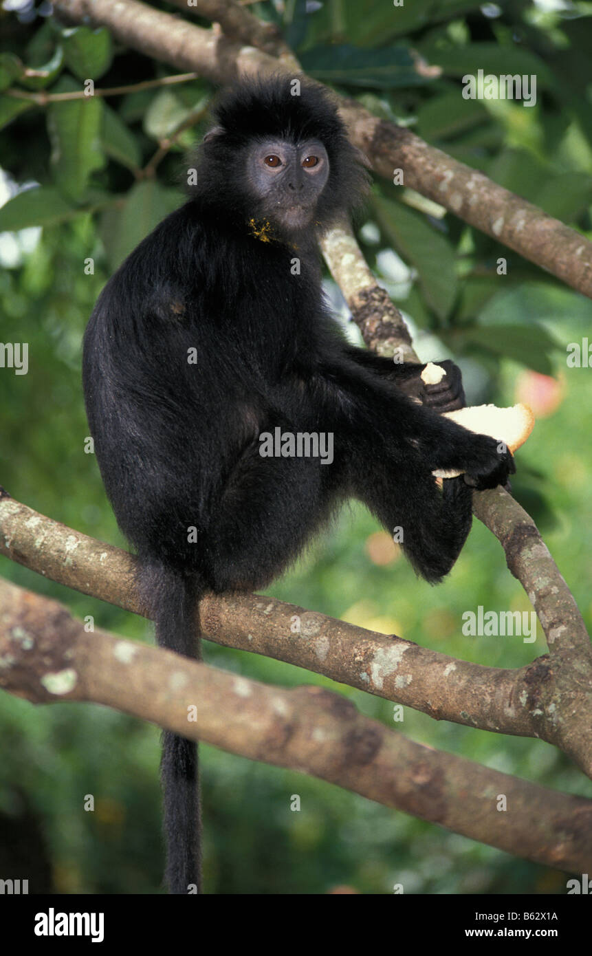 Trachypithecus langur Haubenlangur Silvered Leaf Monkey Trachypithecus cristatus ...