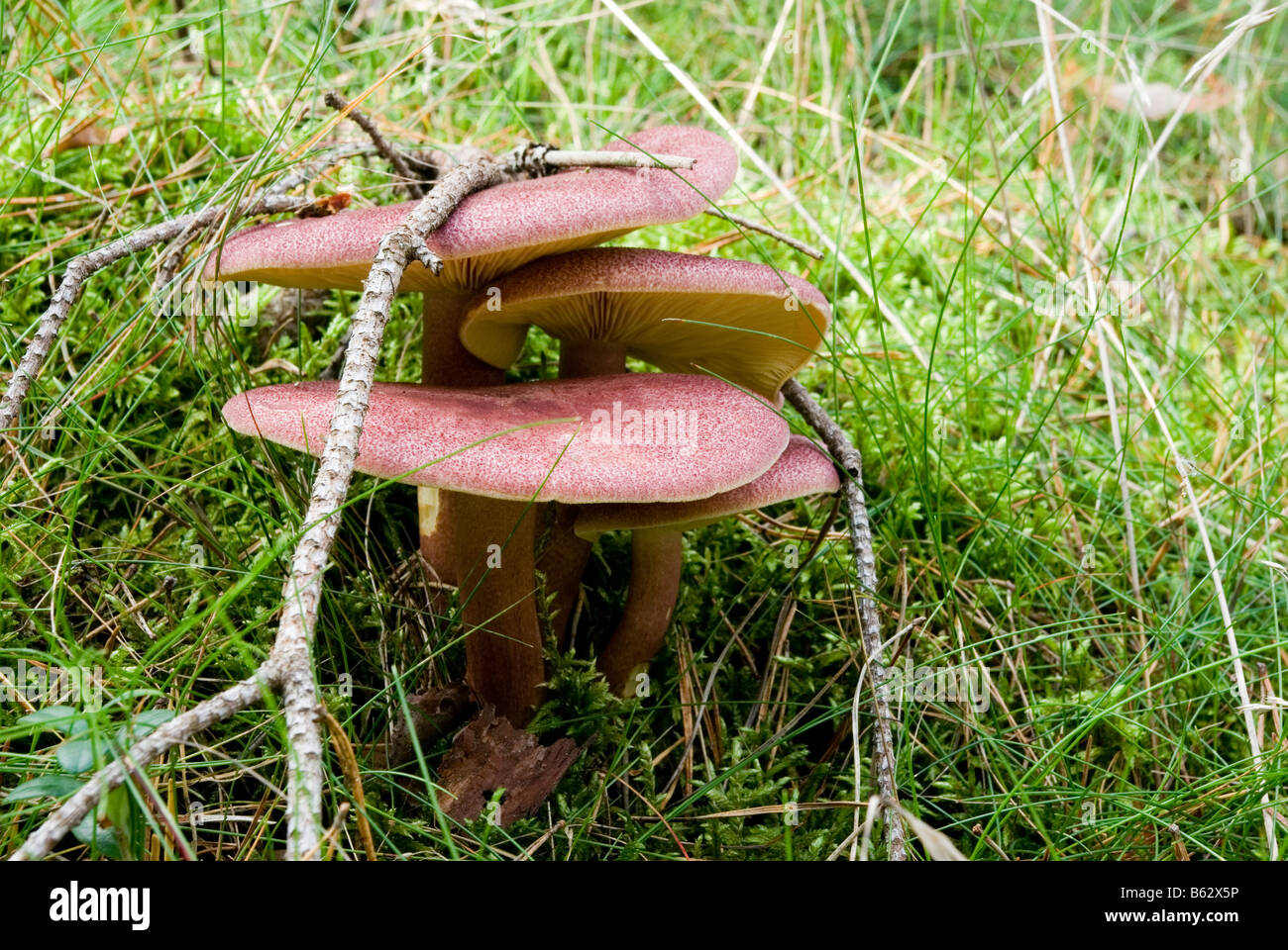 foxy fungus Stock Photo