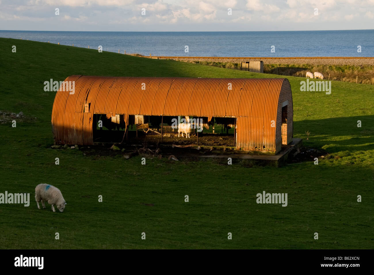 Sheep standing in corrugated shed near Tonfanau, Gwynedd, Wales Stock
