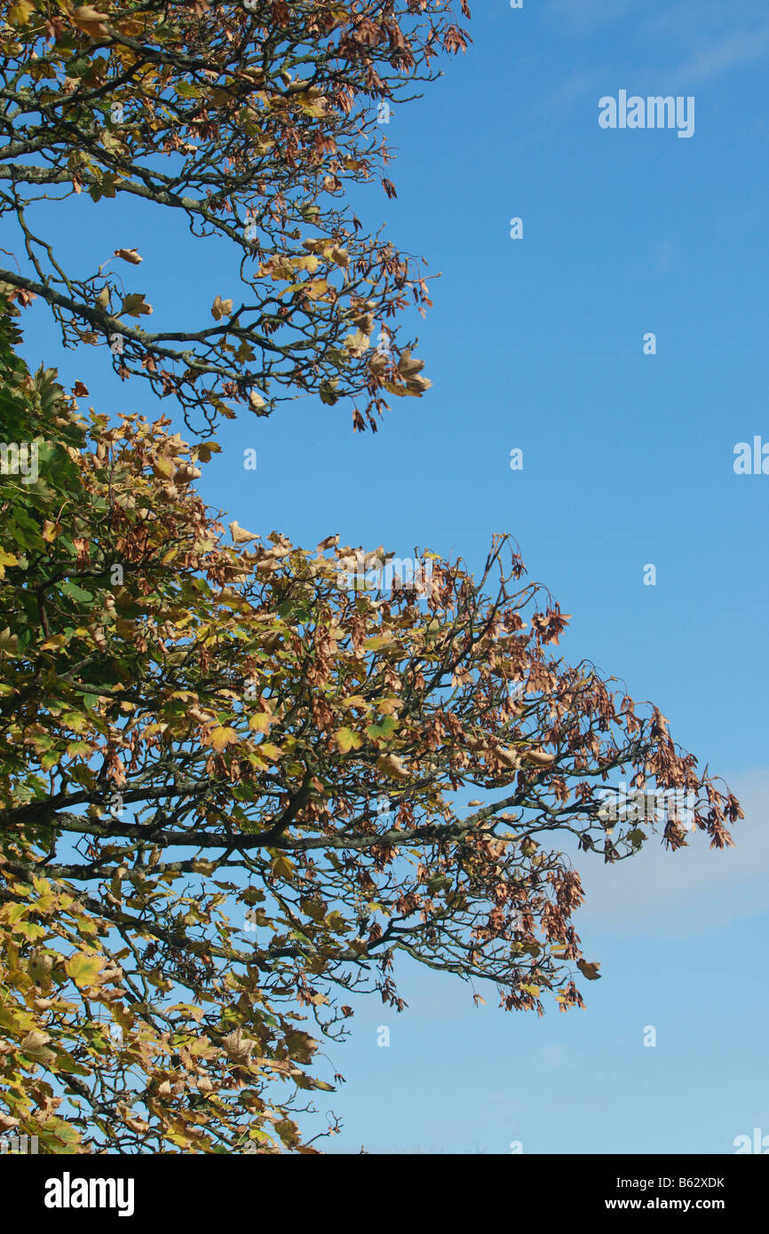 Helicopters seeds hi-res stock photography and images - Alamy