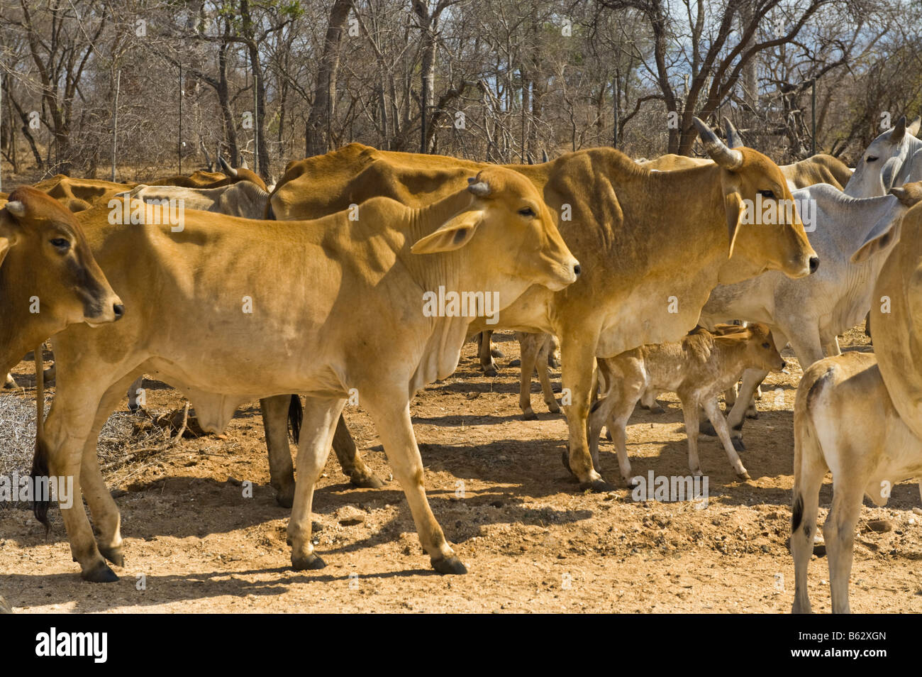 cattle brahman cow bull flock herd group cattle breeding farming in South-Africa south africa brahma  afrika flock herd group pa Stock Photo