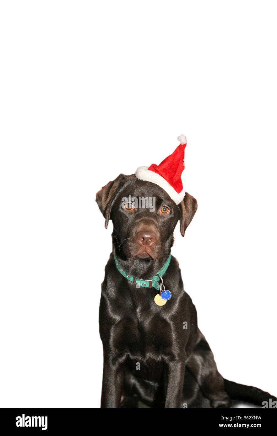 A chocolate brown labrador dog in a santa hat against a snow white background at Christmas Stock Photo