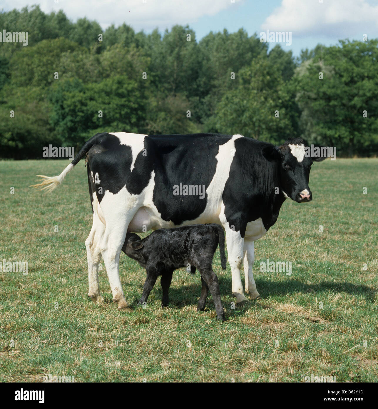 Holstein Friesian heifer first calver with her newborn calf suckling Stock Photo