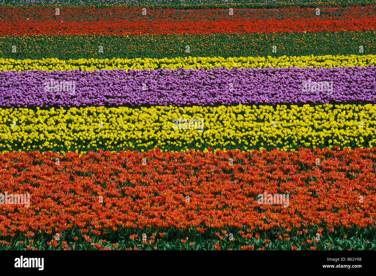 Netherlands Zuid Holland Lisse Tulip field Stock Photo - Alamy