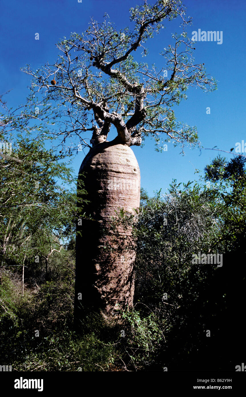 Baobab trees Madagascar baobab Adansonia grandidieri Bombacacées Bombacaceae arbre sacré Madagascar Belo Tsiribihina Morondava M Stock Photo