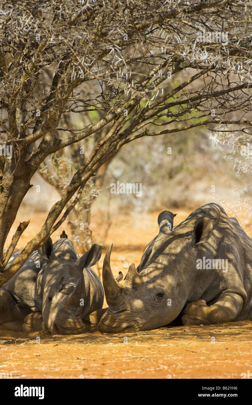 wild White Rhinoceros rhino CERATOTHERIUM simum  in acacia woodland south africa south-africa ambience portrait sleep sleeping u Stock Photo