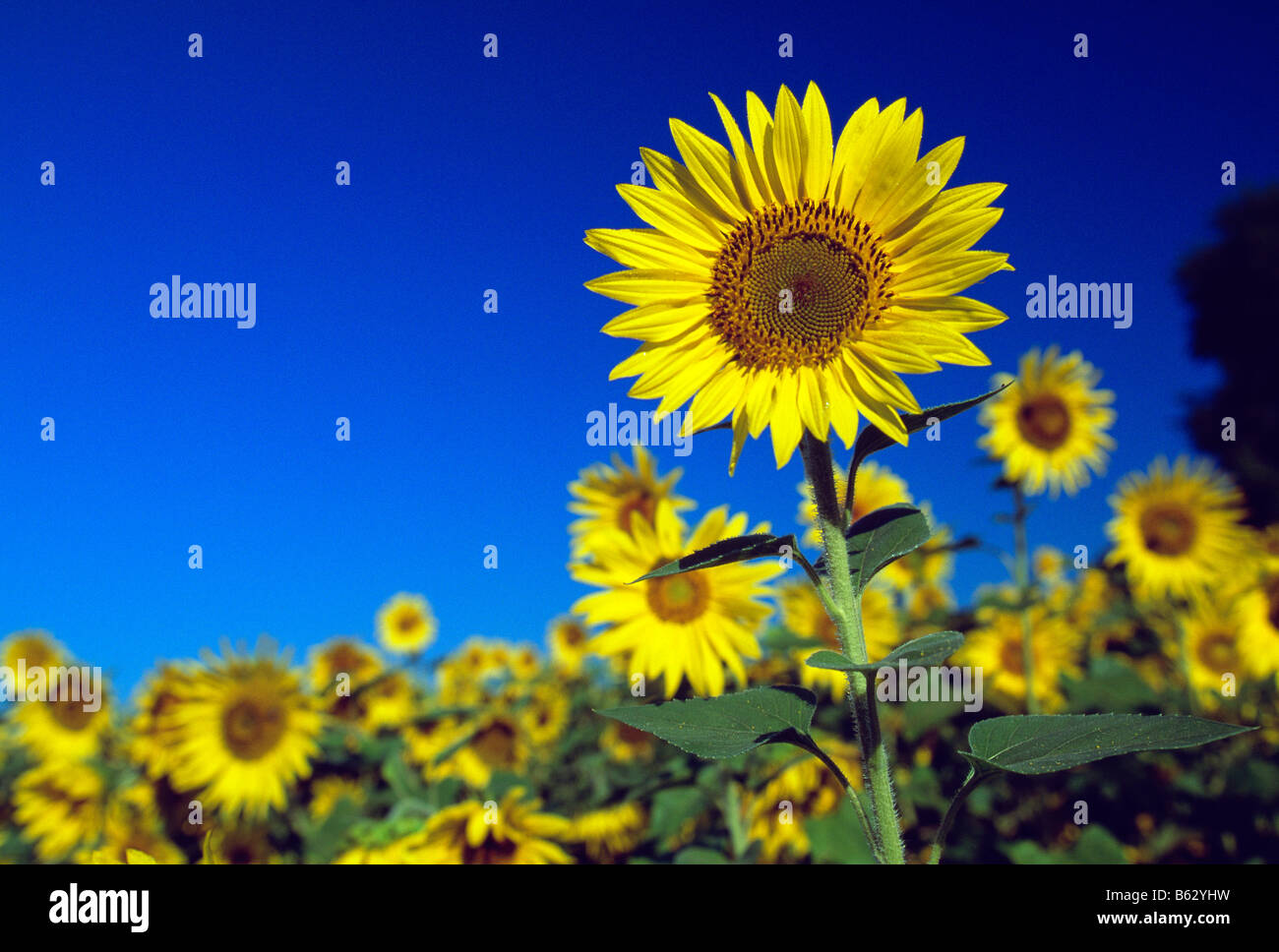 Sunflowers growing on Hill Girt Farm, Chadds Ford, Pennsylvania, USA Stock Photo Alamy