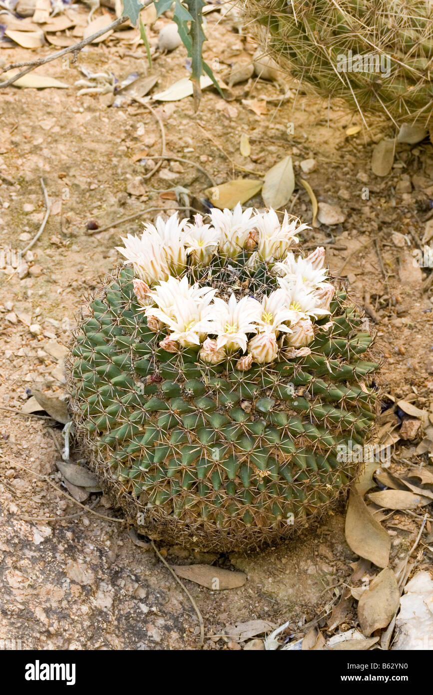 Little Pincushion Mammillaria meiacantha Stock Photo - Alamy