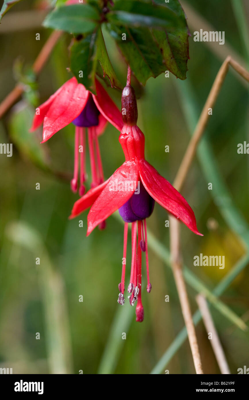 Hanging Fuchsia: Two red and purple flowers of wild fuchsia stamens hanging low growing on a roadside hedgerow Stock Photo