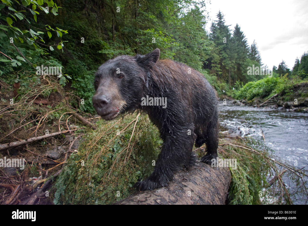 USA Alaska Kake Remote camera view of Black Bear Ursus americanus
