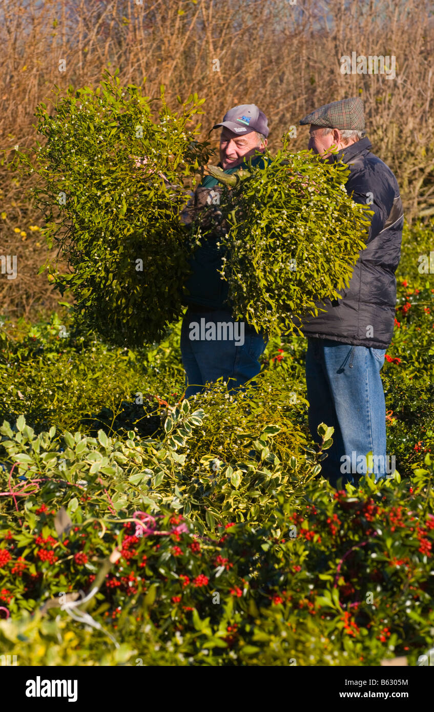 Annual Wholesale Auction Of Cut Holly And Mistletoe For Christmas