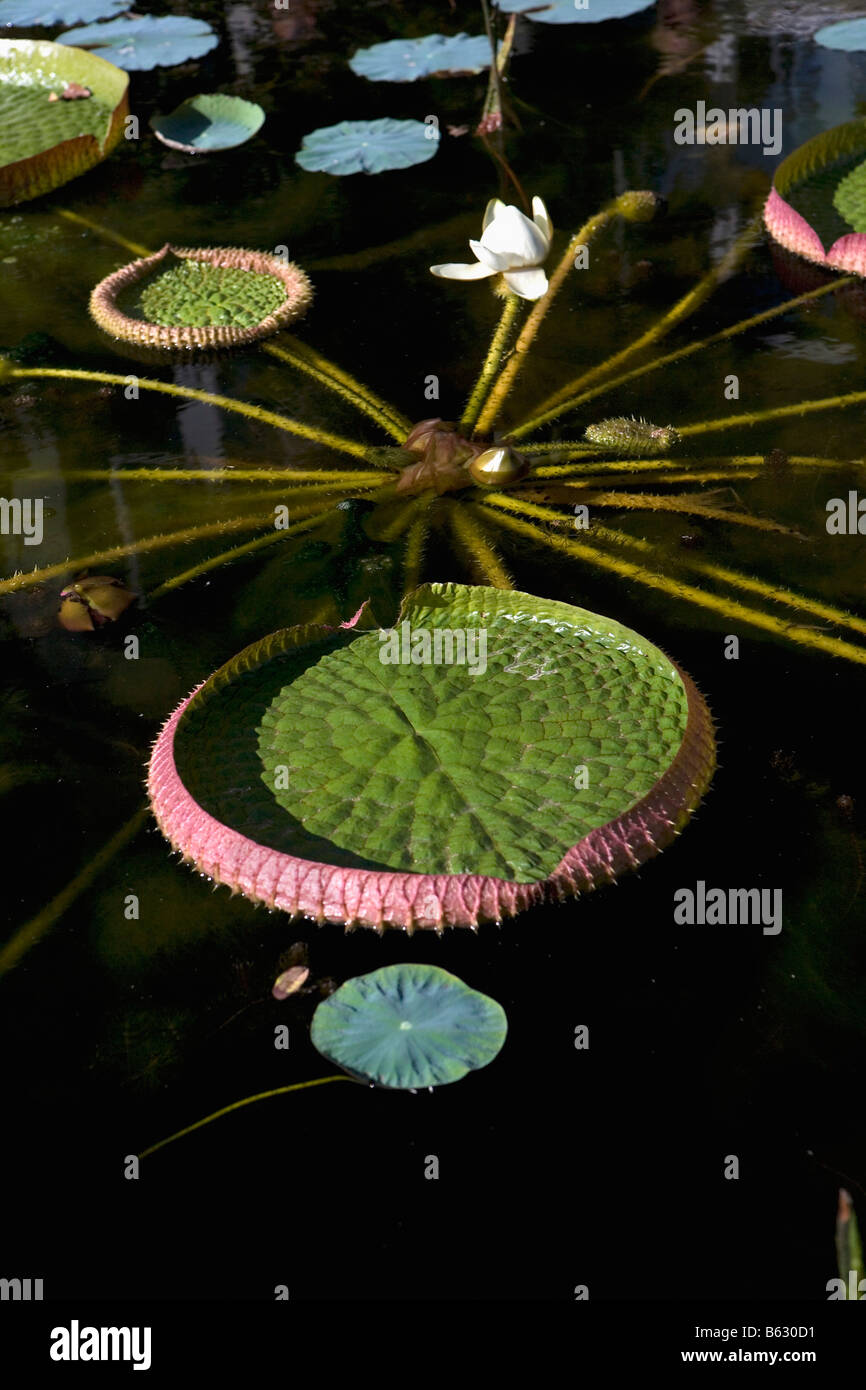 Holland Noord Holland Amsterdam Big waterplant called Victoria Regia in Hortus Betanicus Stock Photo