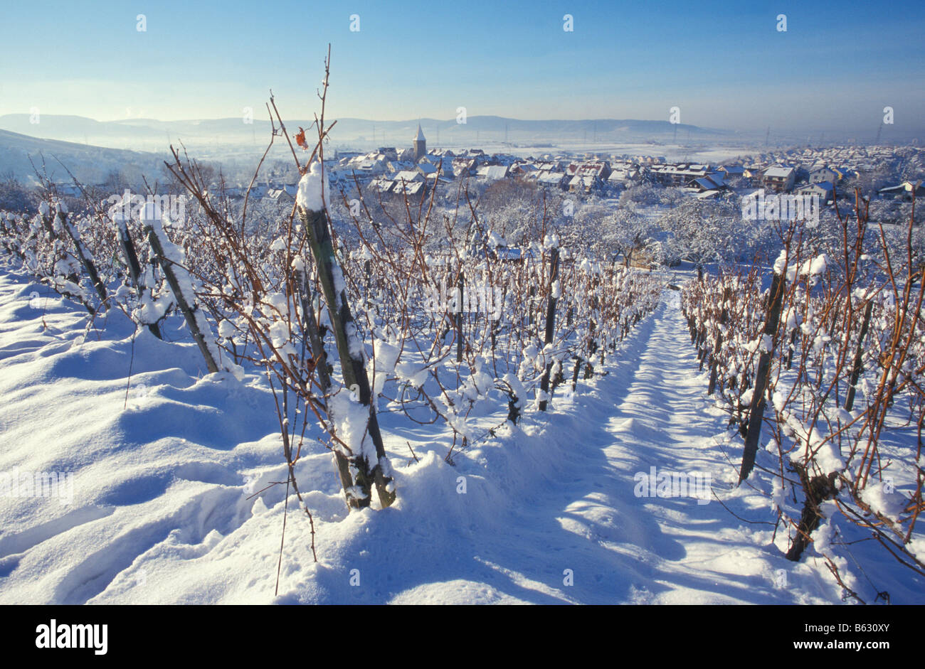 Vineyards in Winter with Snow near Korb in Remstal Valley Baden Wurttemberg Germany Stock Photo