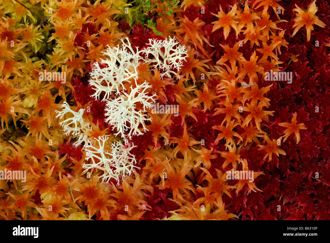 A colourful bed of sphagnum moss (sphagnum angustifolium) in autumn, with reindeer lichen. Stock Photo
