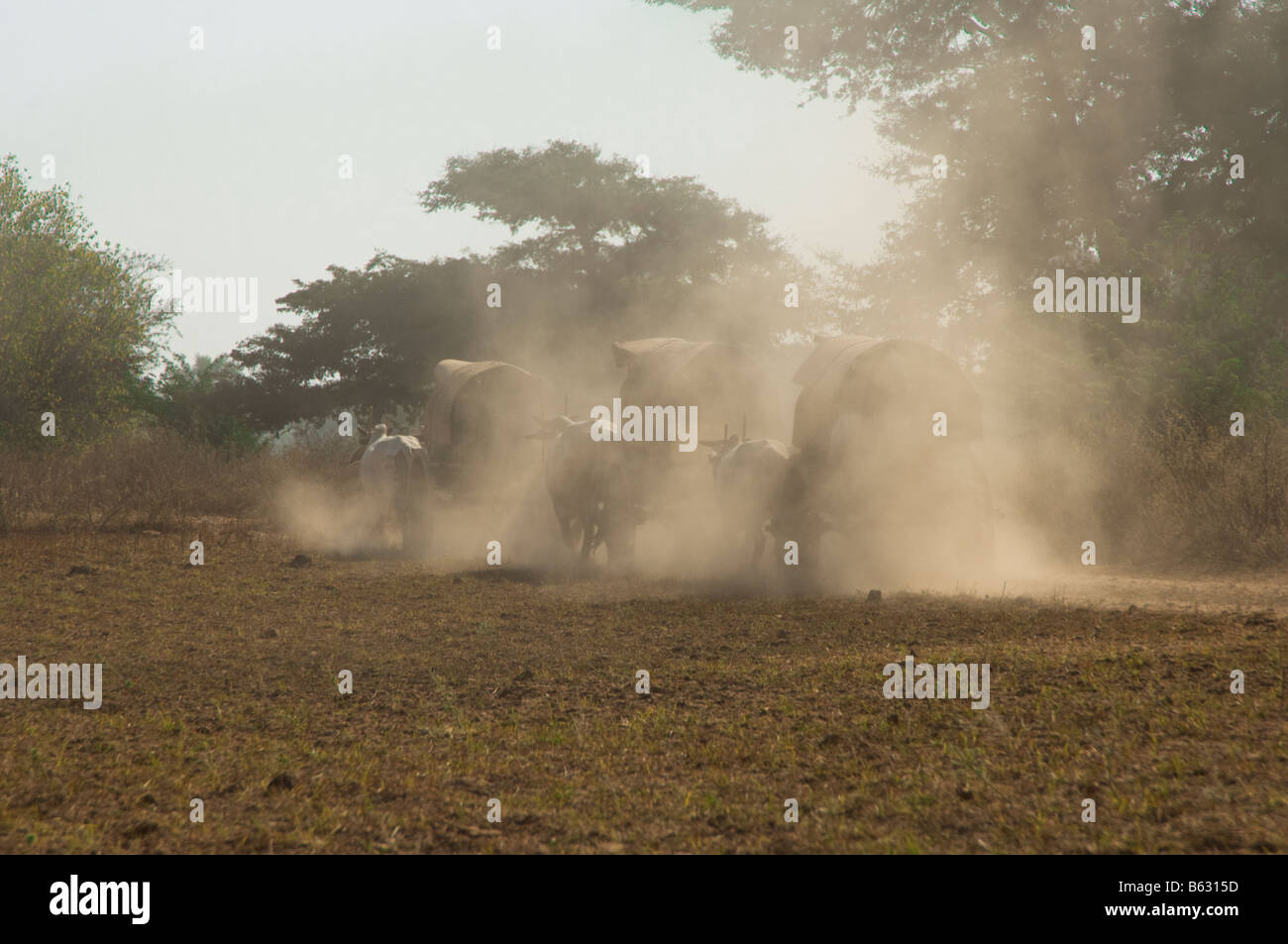 Ox carriage on a dustry road Bagan Pagan Myanmar Burma Stock Photo
