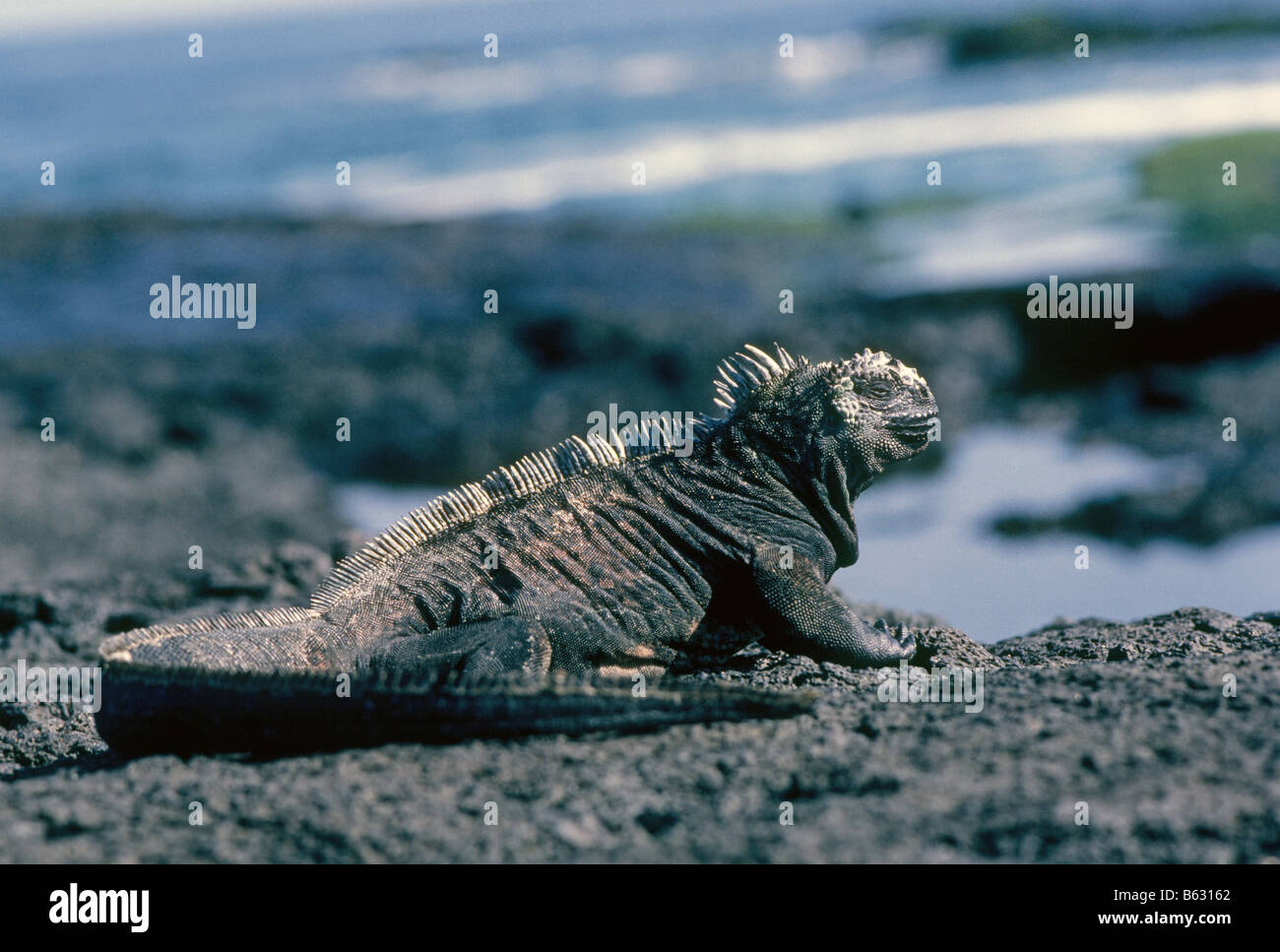 Erkaklar uchun jinsiy simulator