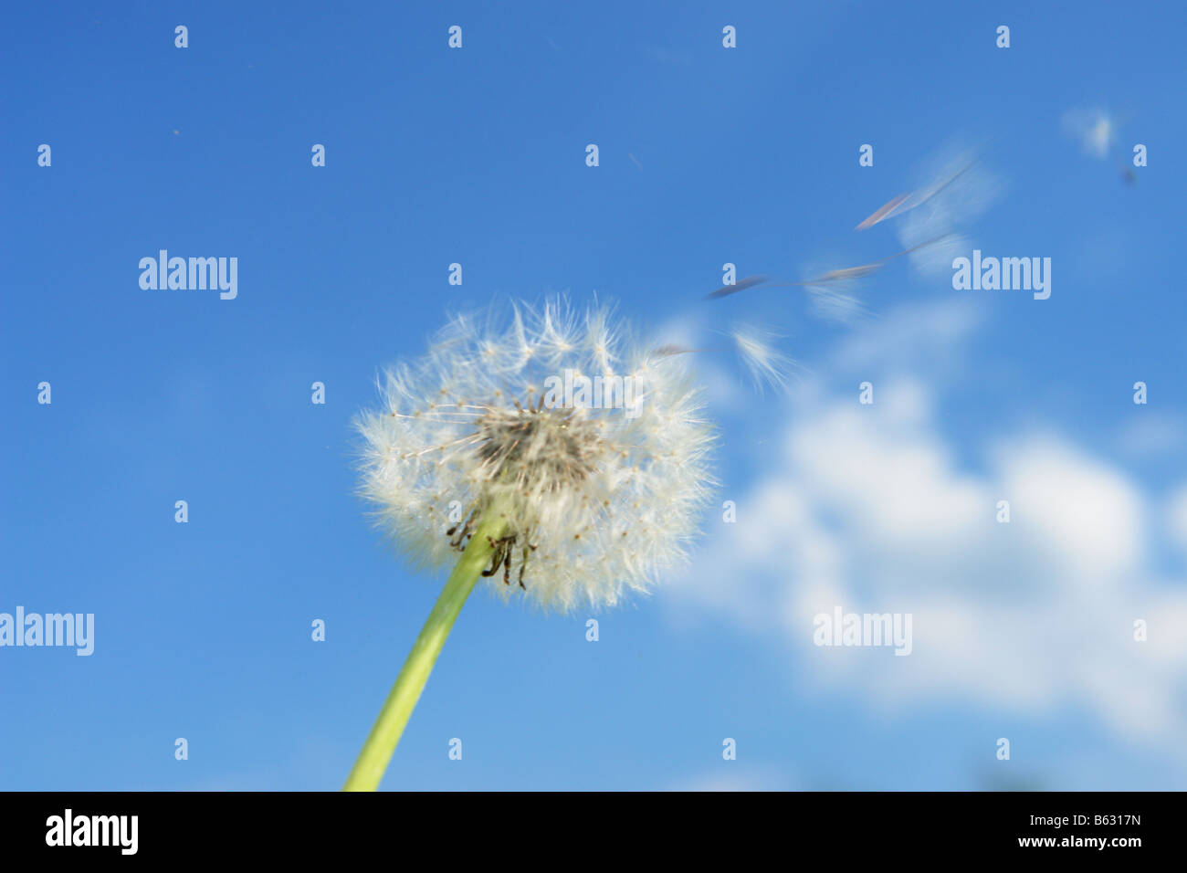 blowball dandelion clock at springtime Stock Photo - Alamy