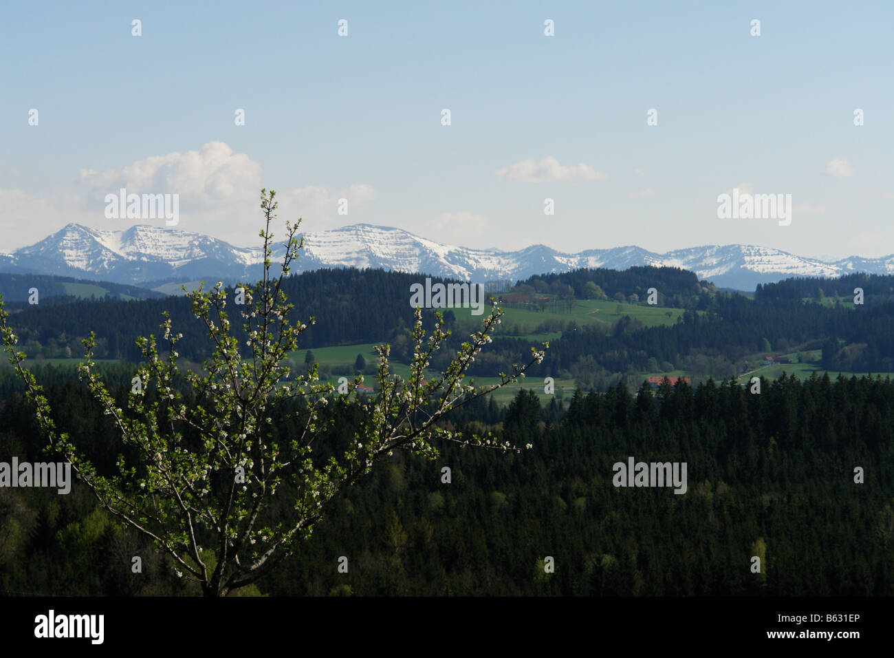 landscape with alp mountains in background Stock Photo - Alamy