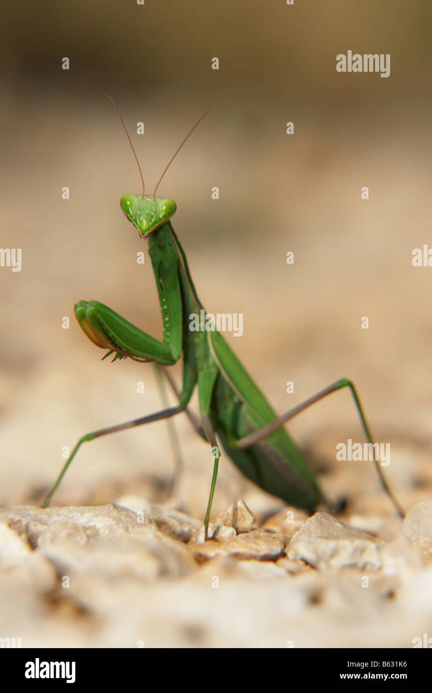 close up of a praying mantis Stock Photo