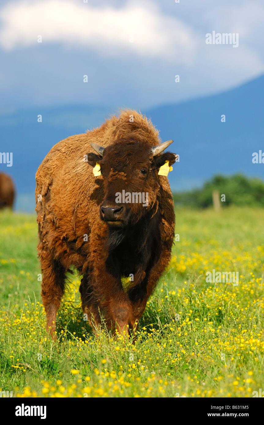 Breeding American Bison during the change of the winter coat Stock Photo