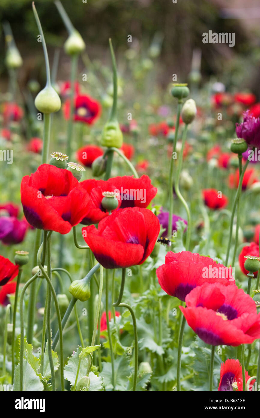 Poppy seed heads hi-res stock photography and images - Alamy