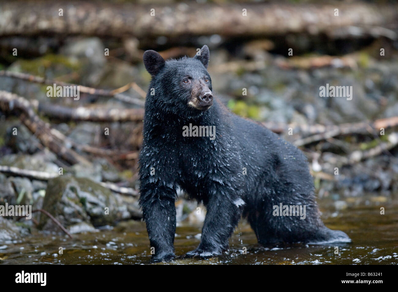 USA Alaska Kake Black Bear Ursus americanus fishing for spawning Chum