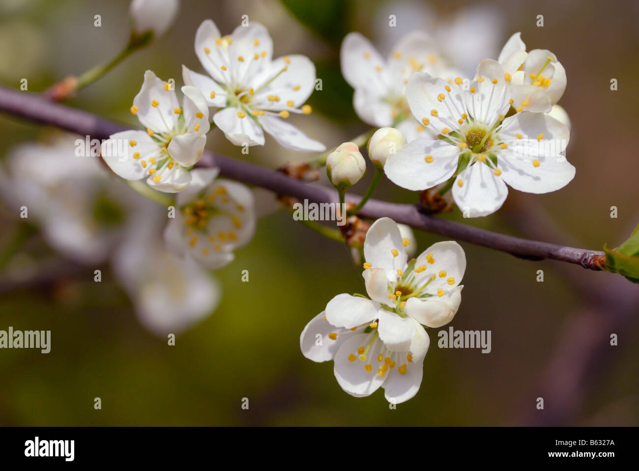 Cherry blossom branch petal hi-res stock photography and images - Alamy