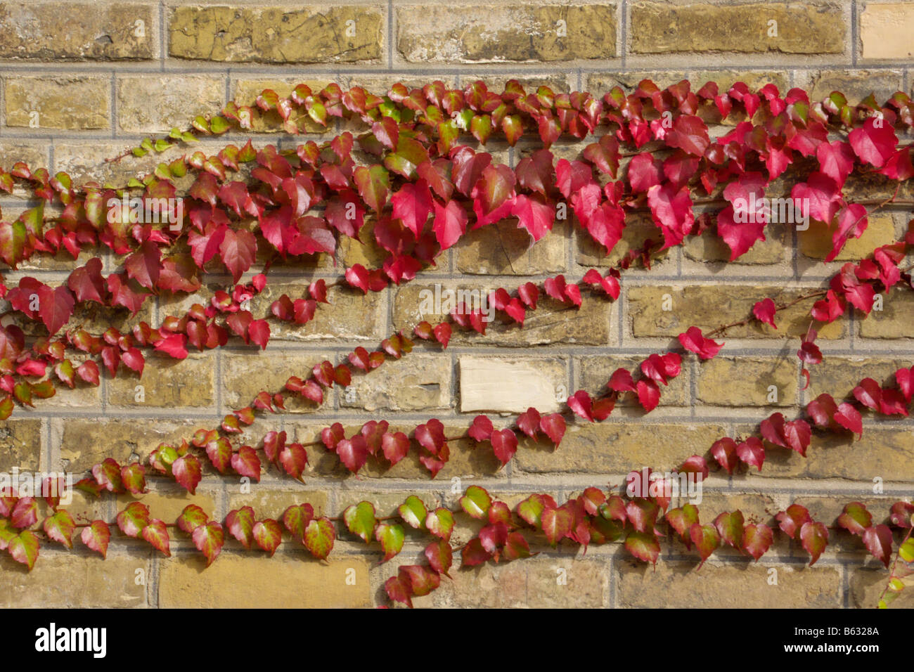Japanese creeper (Parthenocissus tricuspidata Stock Photo Alamy