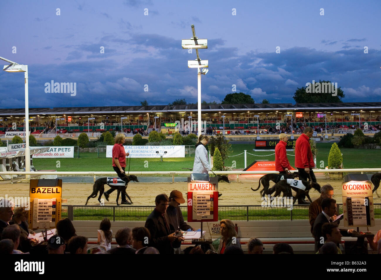 Greyhounds are paraded for the crowd before a night race. Stock Photo