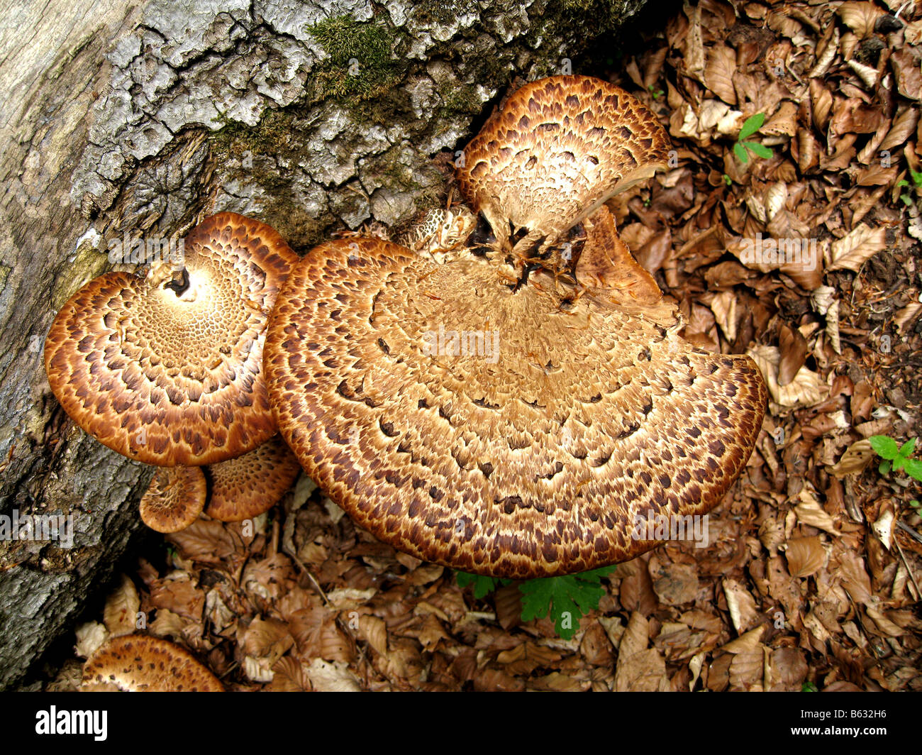 Polyporus Squamosus (Dryad's Saddle mushroom) growing on a beech tree, Abruzzo National Park, Italy Stock Photo