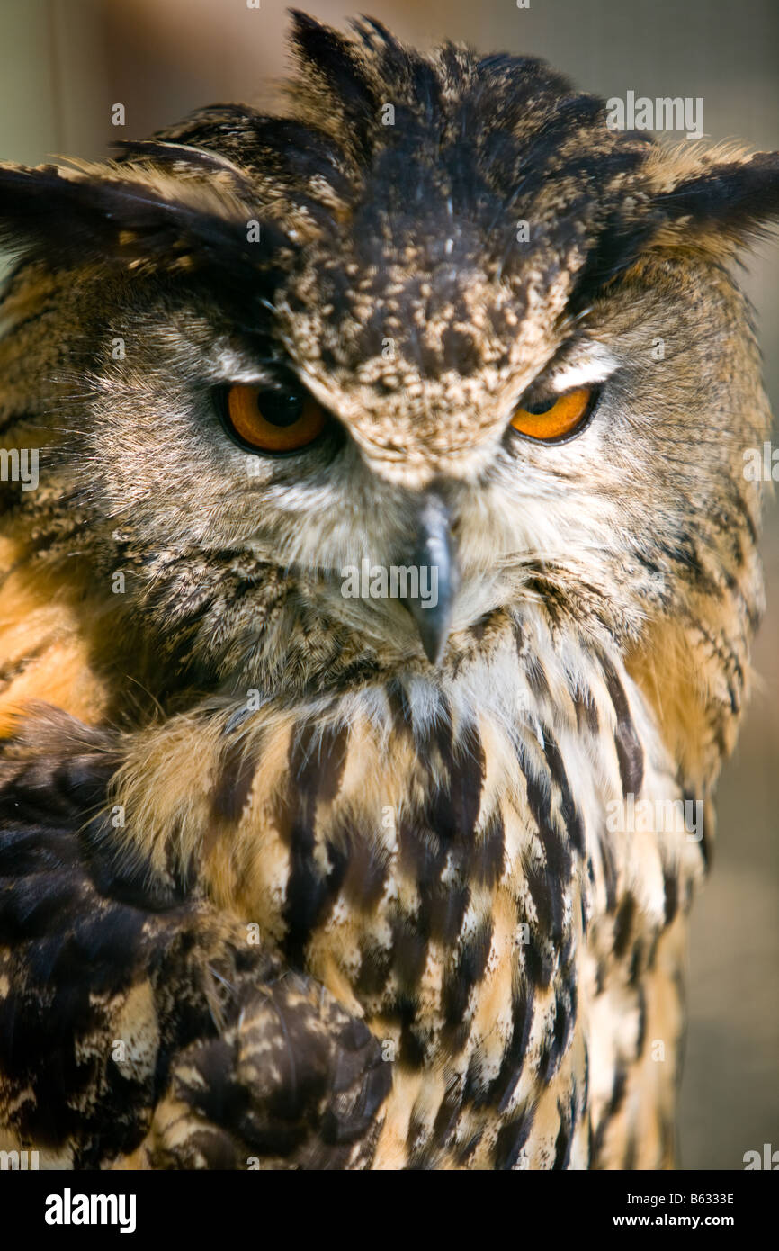 Stock photo of an uhu in close up Stock Photo