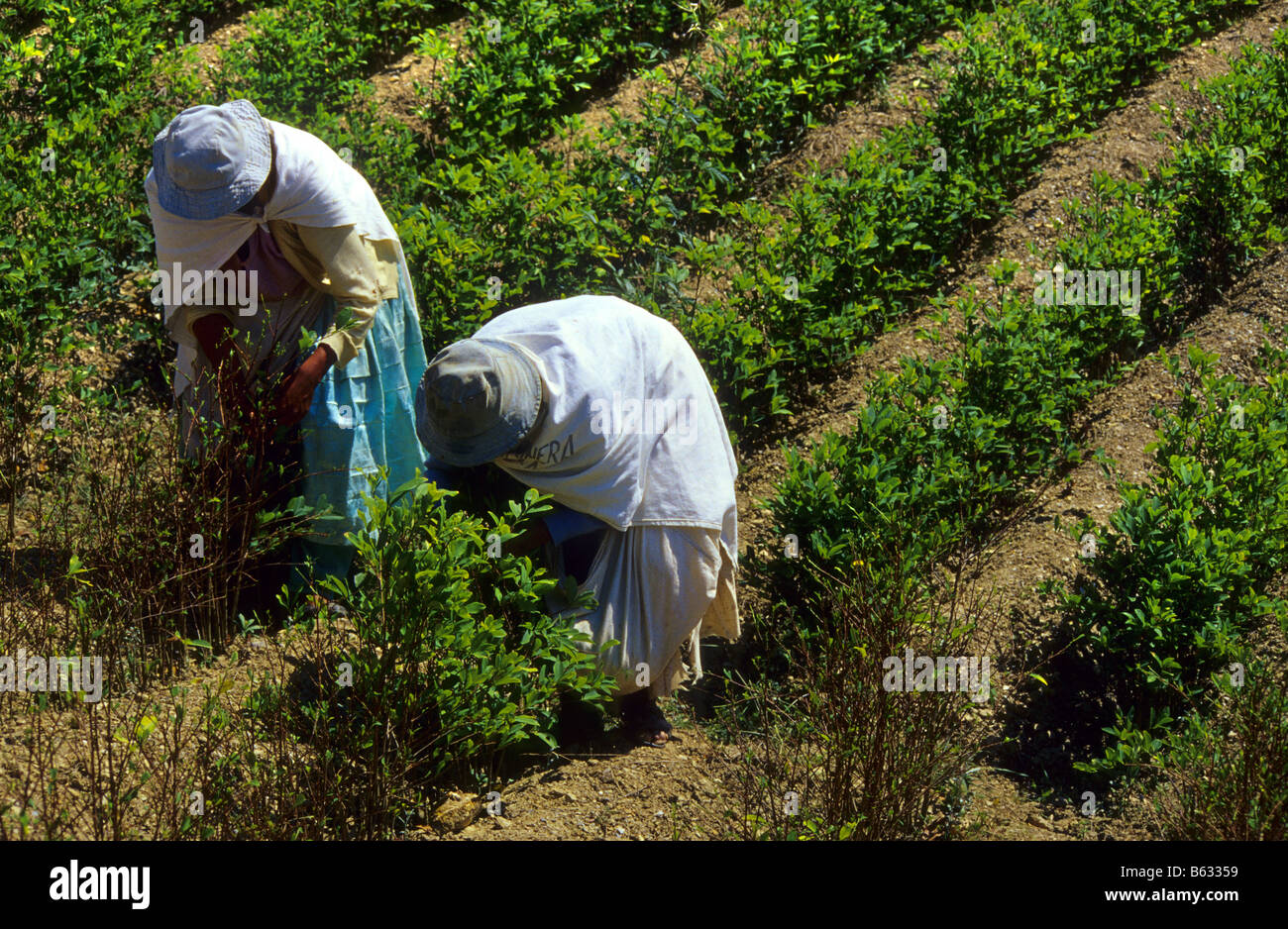 Harvesting coca leaves for traditional use Los Yungas Bolivia Stock