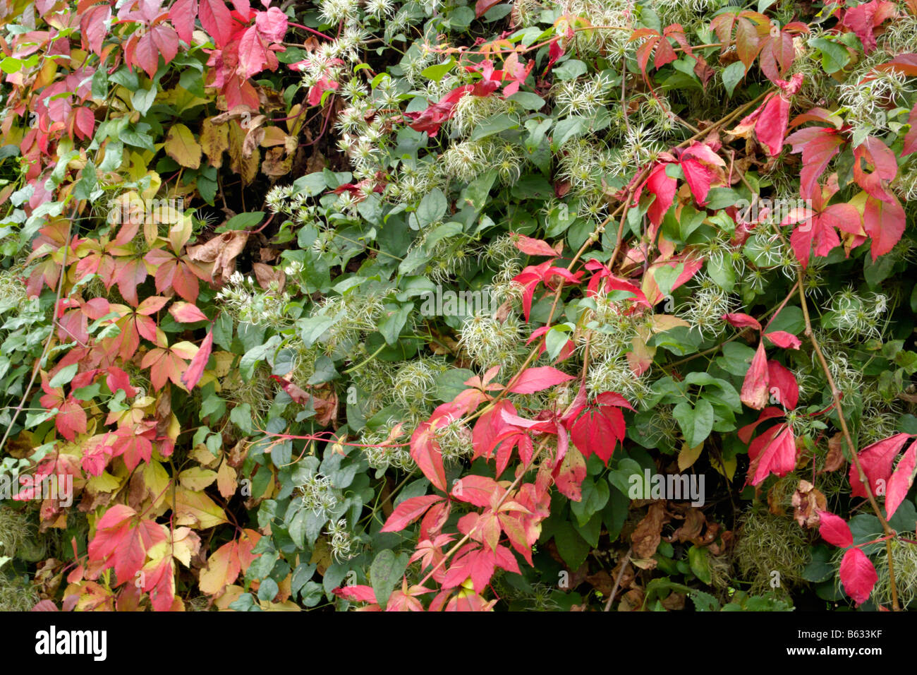 Clematis (Clematis) and Virginia creeper (Parthenocissus quinquefolia) Stock Photo