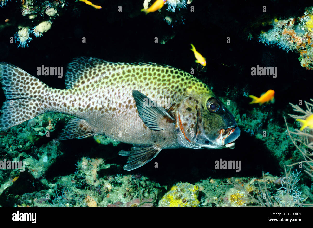 Sweetlips. Order: Perciformes. Family: Haemulidae. Plectorhinchus Pictus. Underwater marine life of the Maldives. Stock Photo