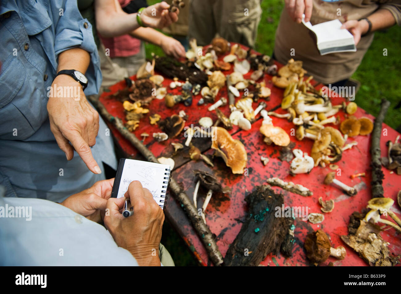 A group of people jotting down notes on the various types of mushrooms found during a mushroom hunt in upstate NY. Stock Photo