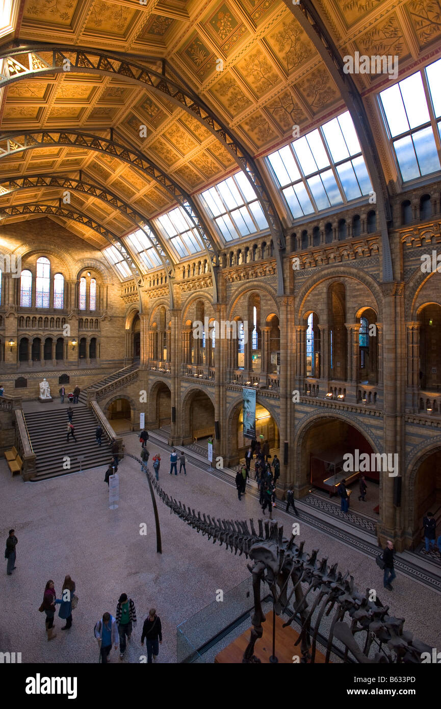 Main Hall of Natural History Museum London United Kingdom Stock Photo