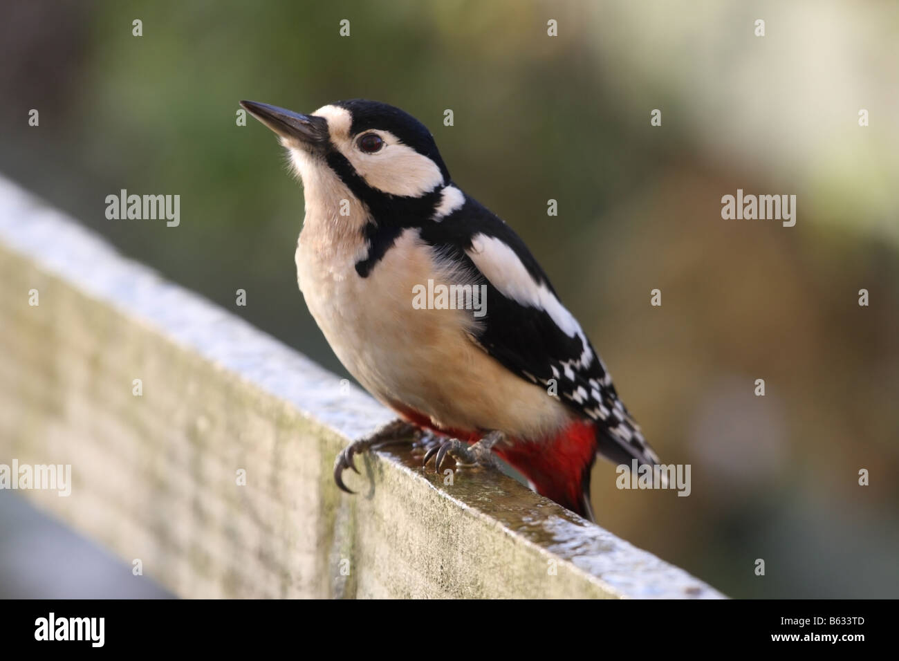Female great spotted woodpecker hi-res stock photography and images - Alamy