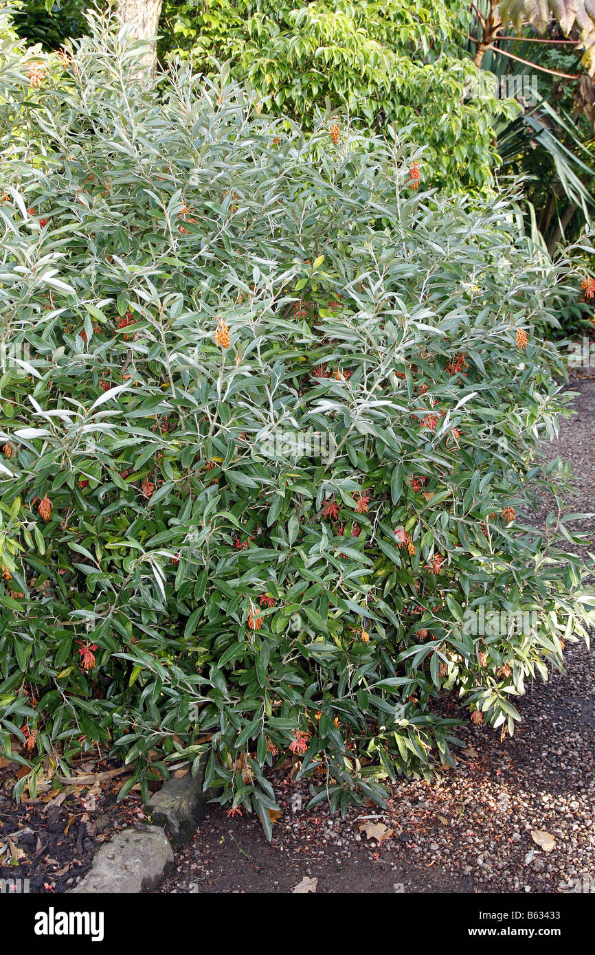 Grevillea victoriae evergreen orange shrub australia victoria hires