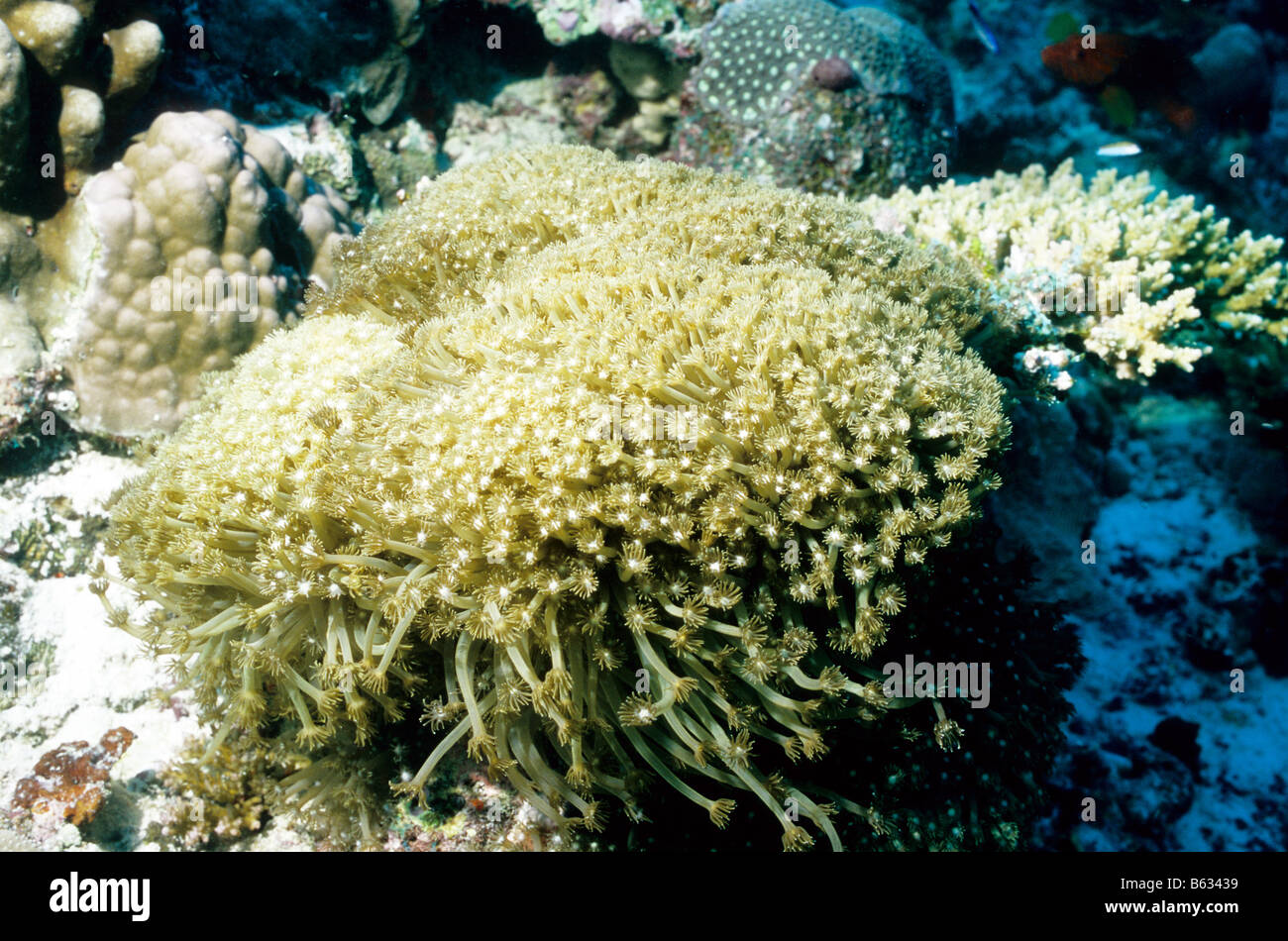 Long Polyp Leather Coral, surrounded by hard corals, underwater on a reef in the Maldives. Alcyonaria. Soft Corals. Stock Photo