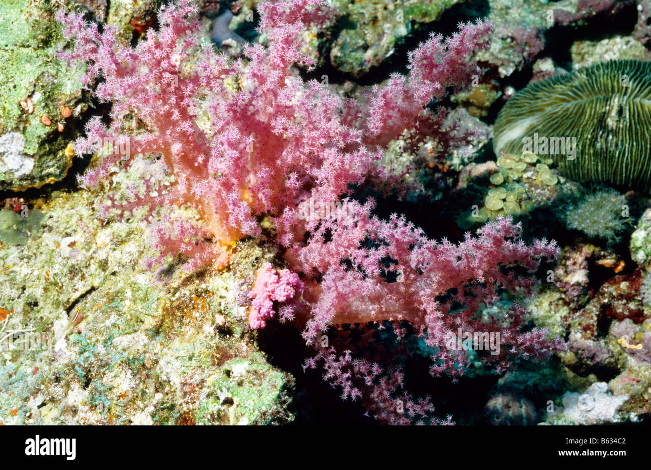 Pink, Orange - Mouthed Soft Coral. Soft Corals of the Maldives. Alcyonaria. Nephtheidae. Scleronephthya sp. Stock Photo