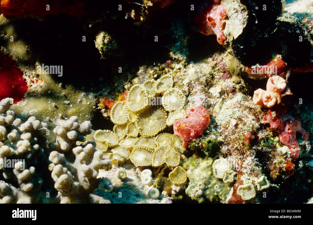 Zoanthids. Sponges And Coral of the Maldives. Indian Ocean. Zoanthidae. Hard Corals. Sponges