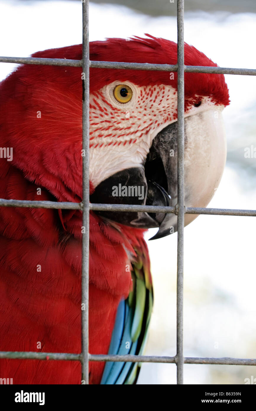 Scarlet macaw Ara macao in a cage Stock Photo