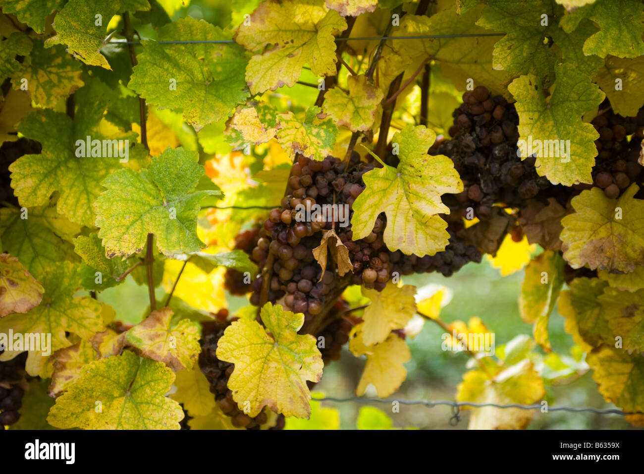 Late harvest grapes on vine Niagara Ontario Canada Stock Photo Alamy
