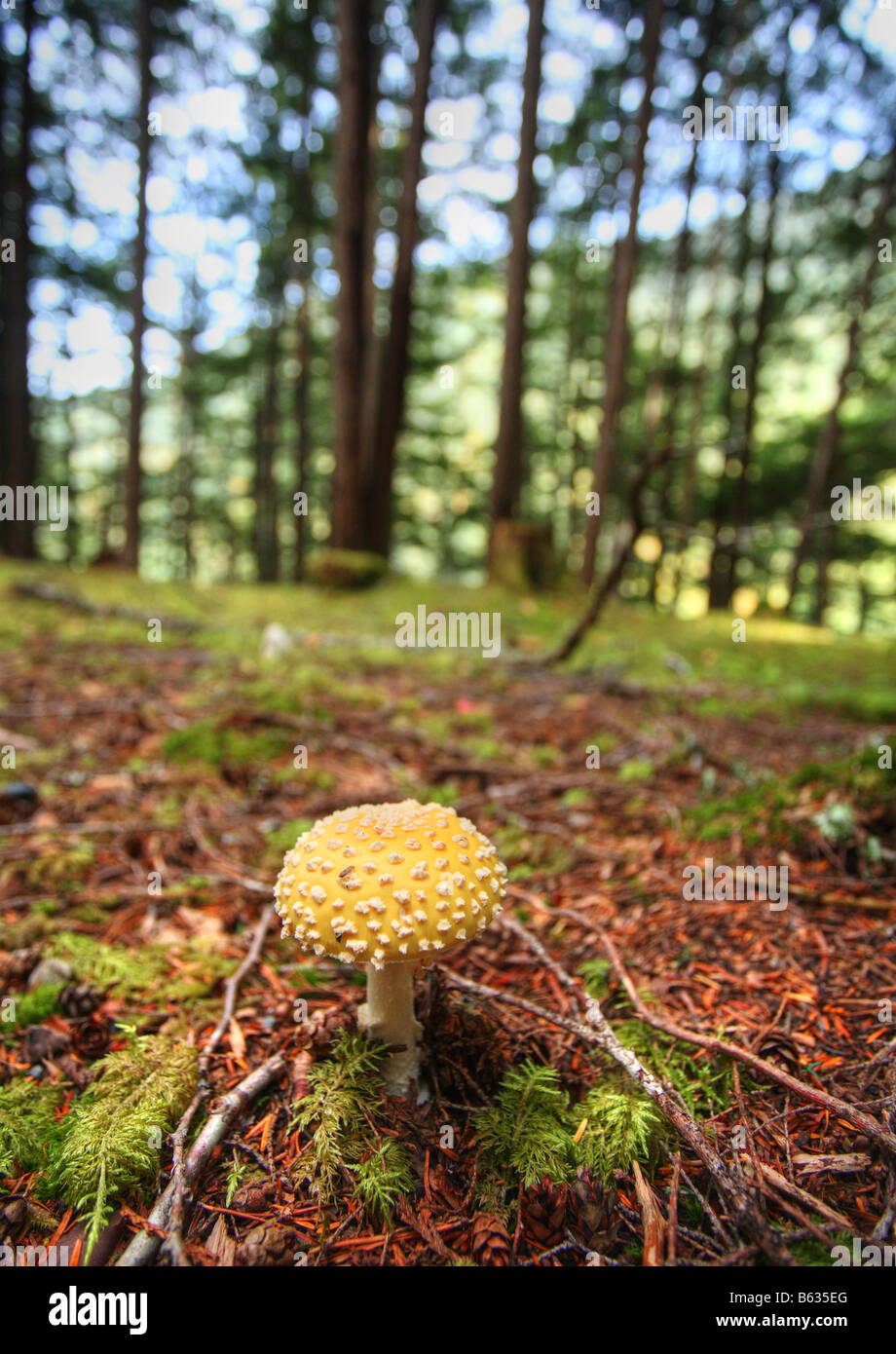 Kitsumkalum Provincial Park Hi-res Stock Photography And Images - Alamy