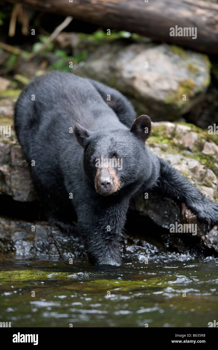 USA Alaska Kake Black Bear Ursus americanus wades into deep water while
