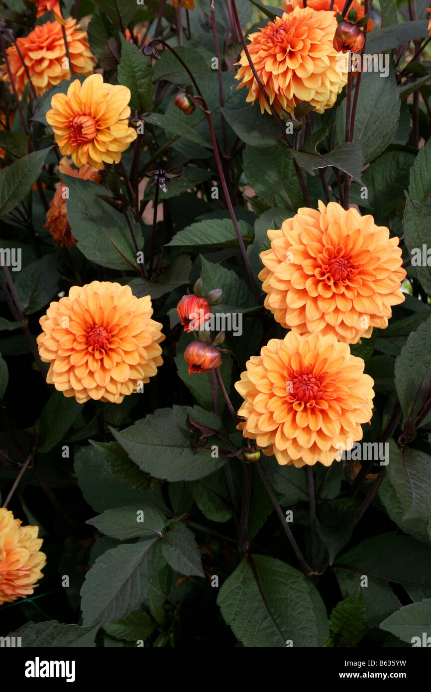 DAHLIA DAVID HOWARD. A MINIATURE DECORATIVE TYPE DAHLIA Stock Photo - Alamy